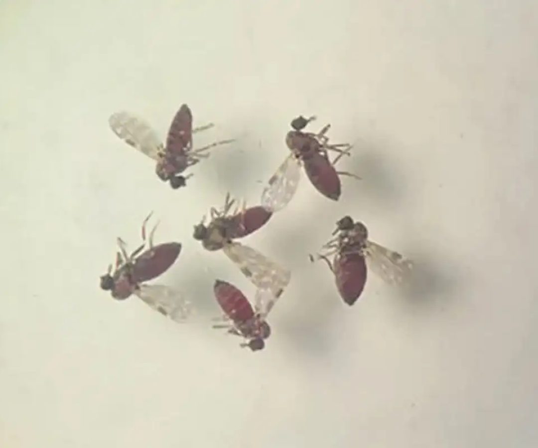 © Bruna Lais Sena do Nascimento/Laboratório de Entomologia Médica/SEARB/IEC