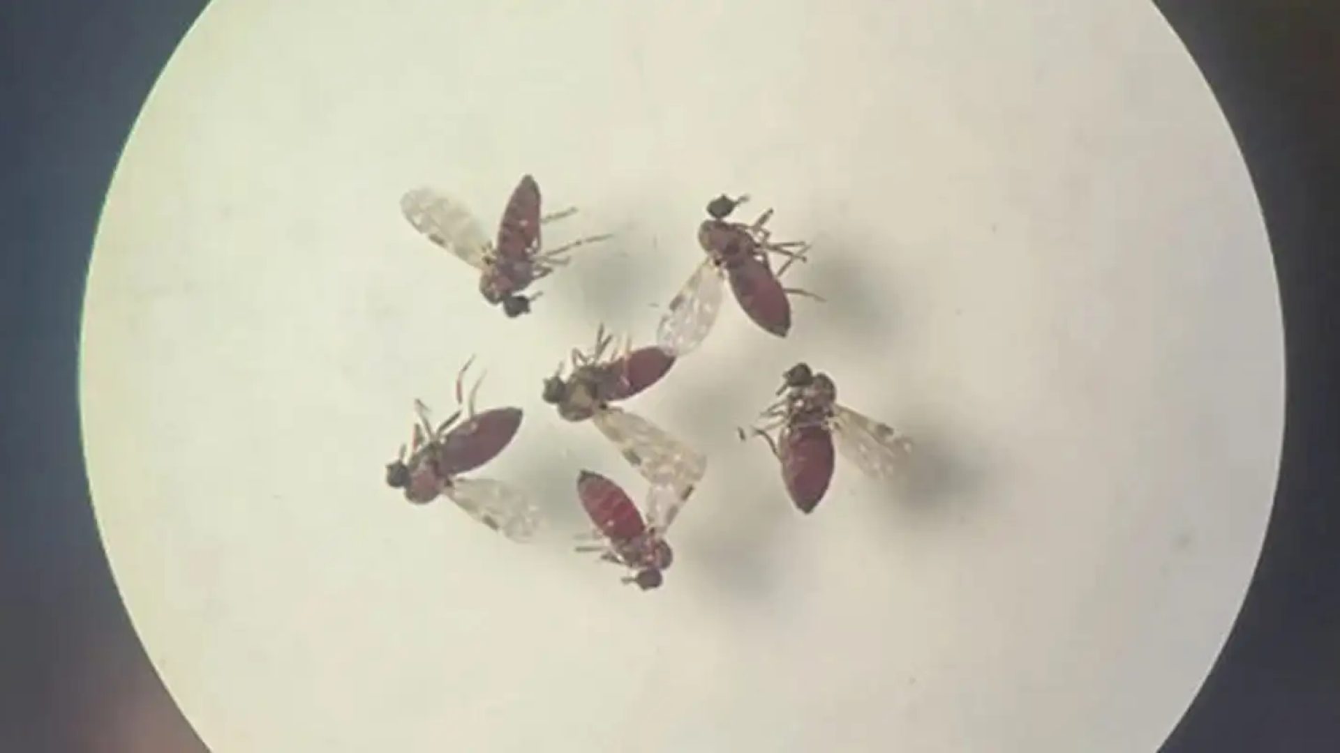 © Bruna Lais Sena do Nascimento/Laboratório de Entomologia Médica/SEARB/IEC