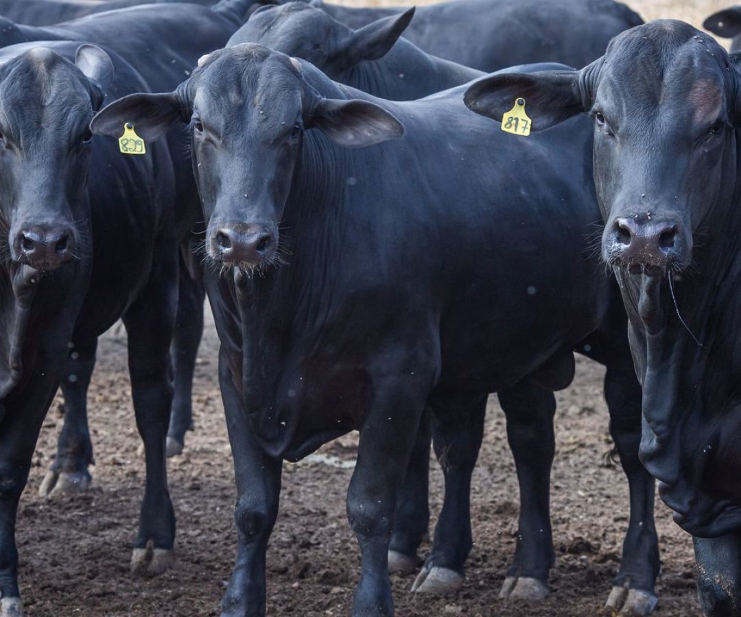 © CNA/ Wenderson Araujo/Trilux