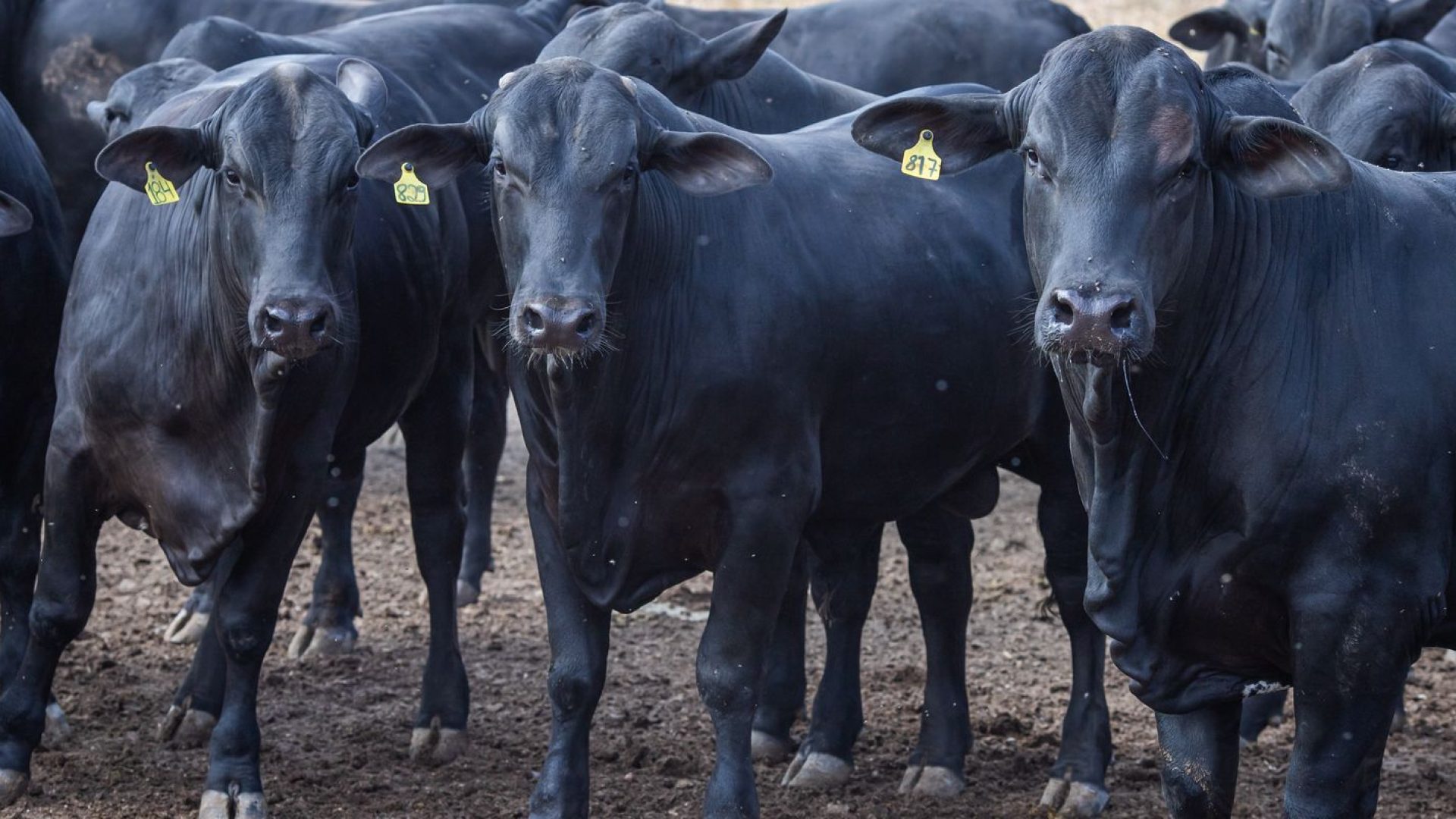 © CNA/ Wenderson Araujo/Trilux