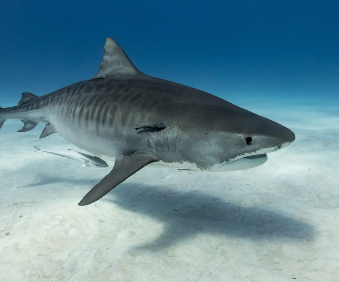 Tiburón tigre.Michael Geyer