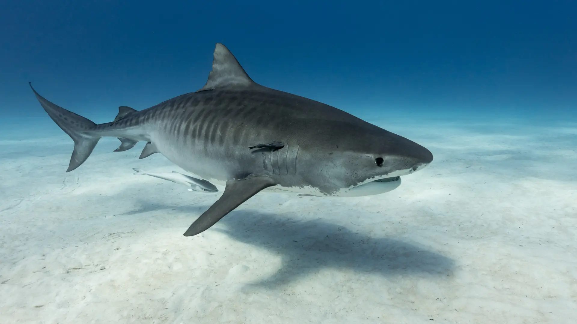 Tiburón tigre.Michael Geyer