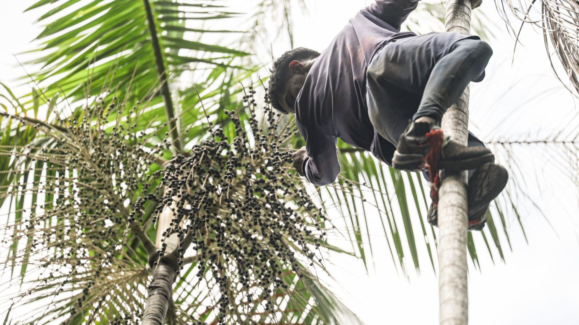 © Marcelo Camargo/Agência Brasil
