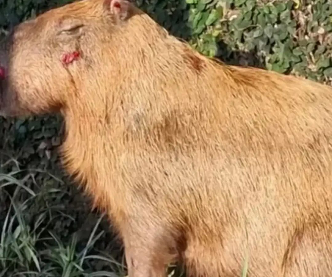 © CRAS/Divulgação