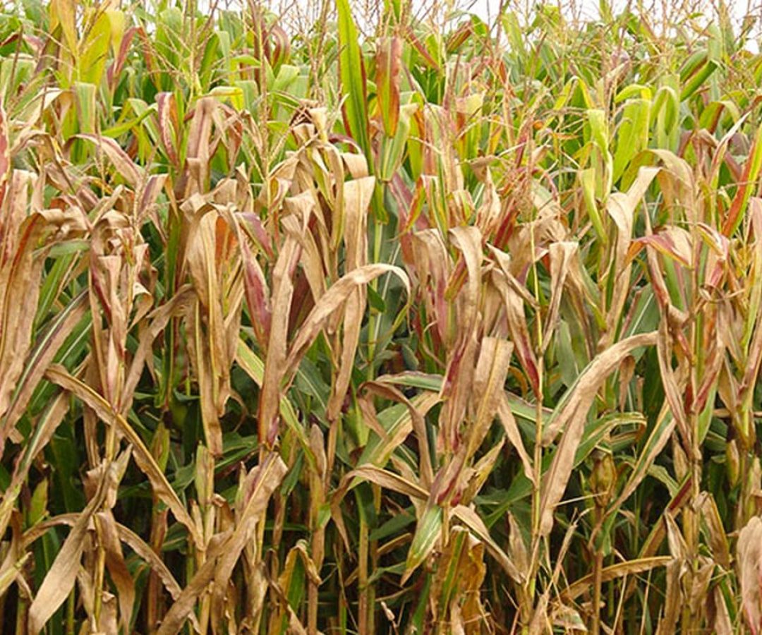 © Charles Oliveira/Embrapa