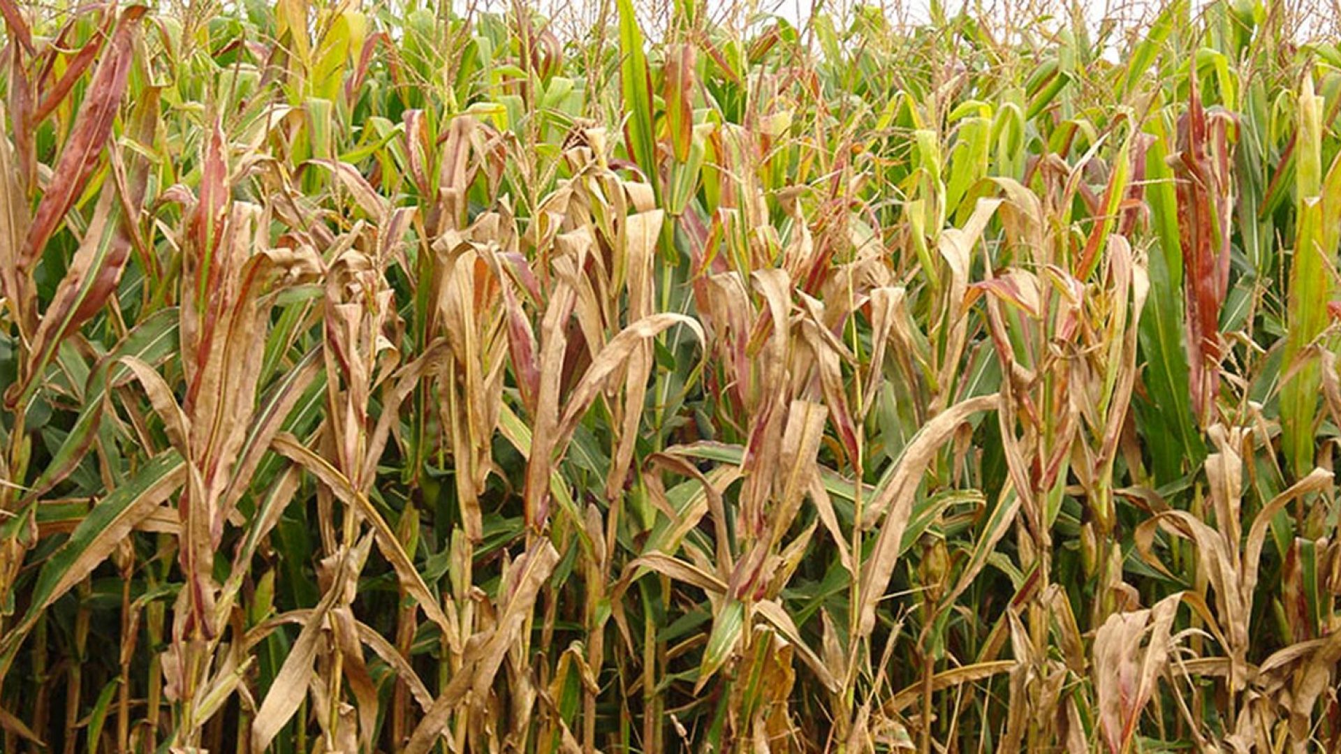 © Charles Oliveira/Embrapa