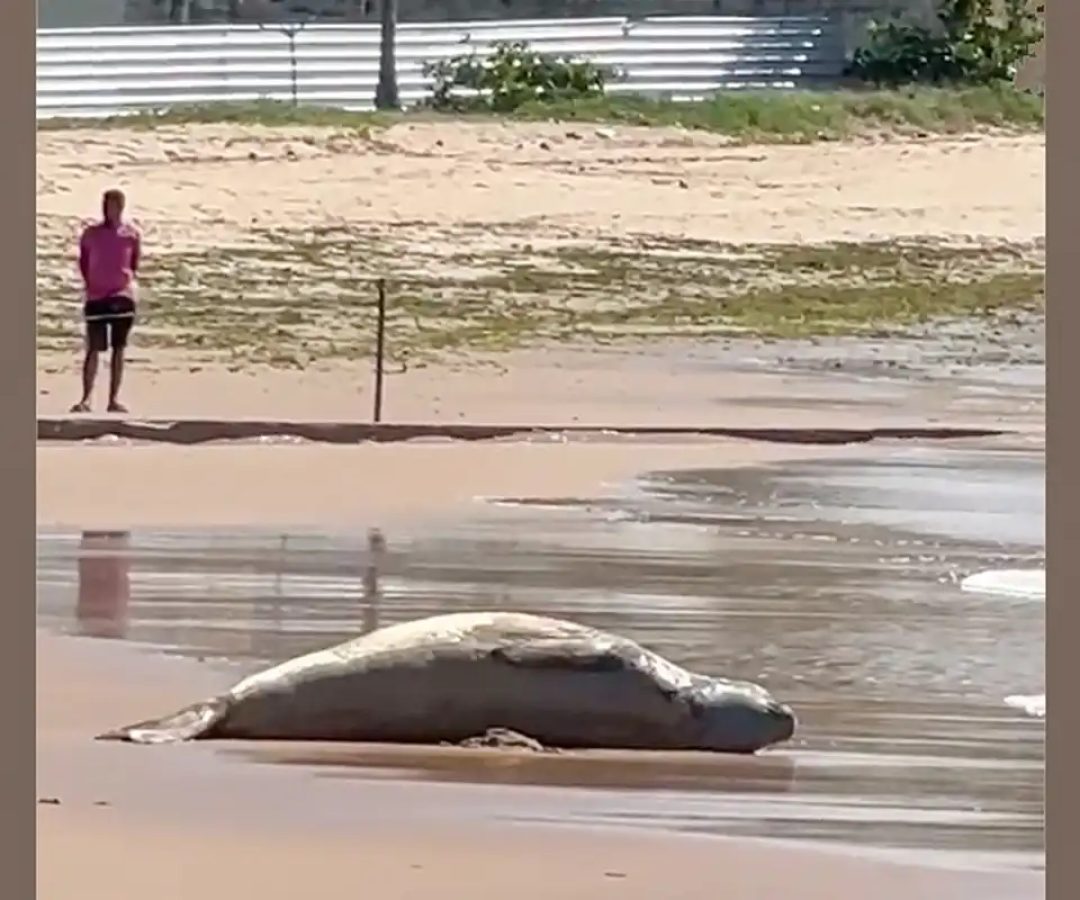 © Frame Anna Constant