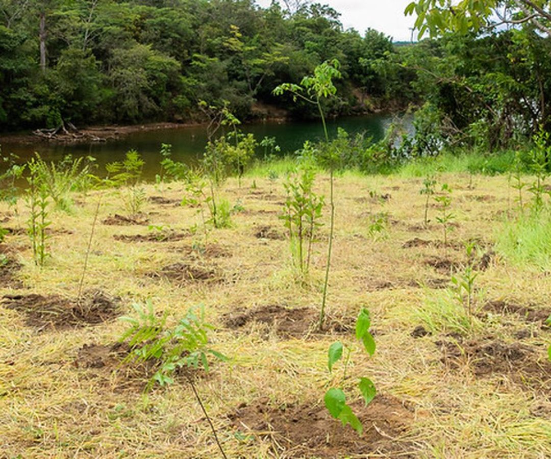 © João Risi/Seagri-DF