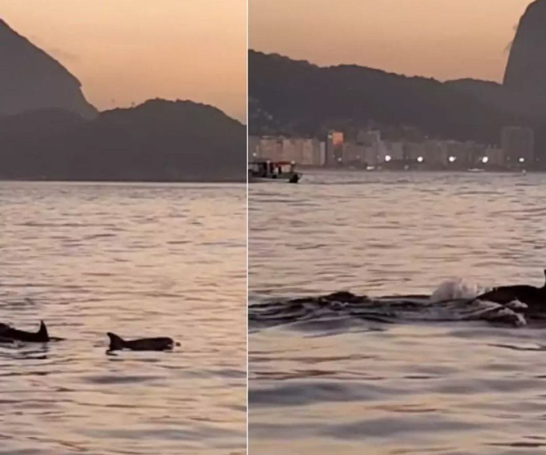 © Frame Gabriel Klabin