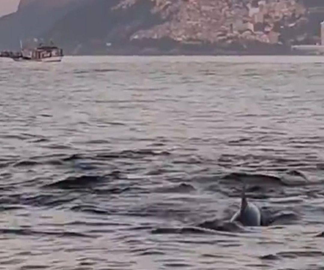 © Frame Gabriel Klabin