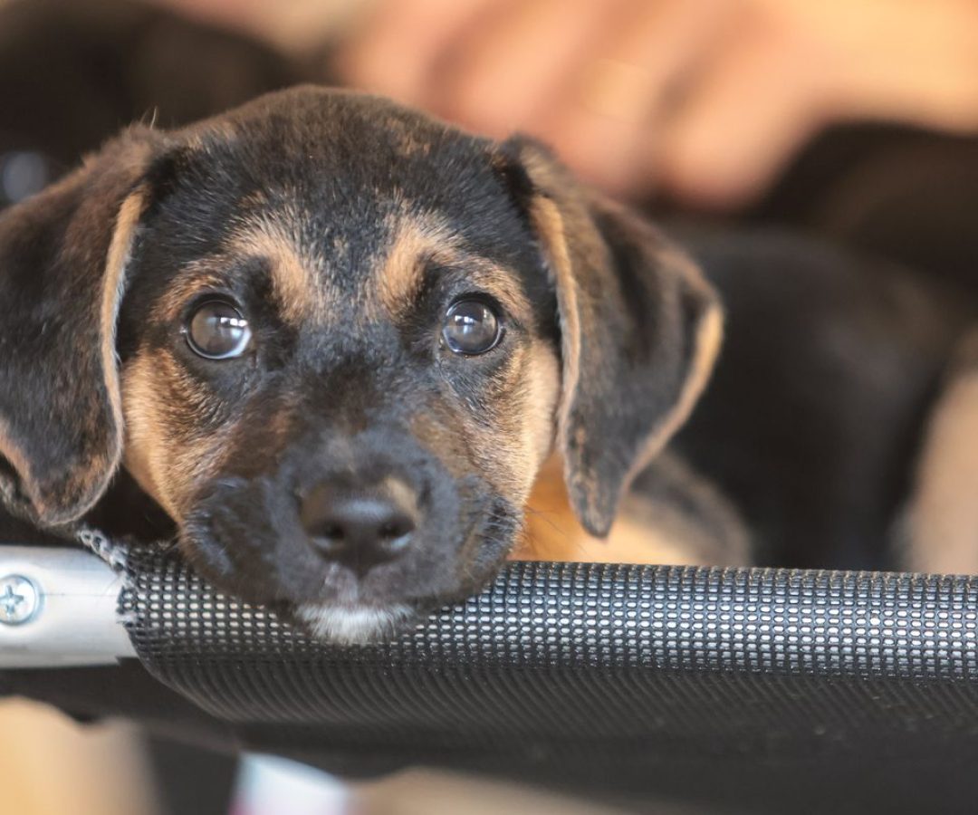 © Paulo Pinto/Agência Brasil