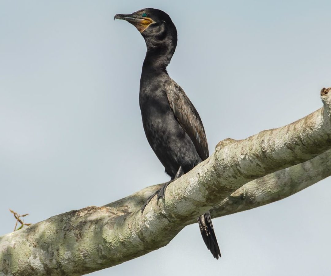 © Rafa Neddermeyer/Agência Brasil