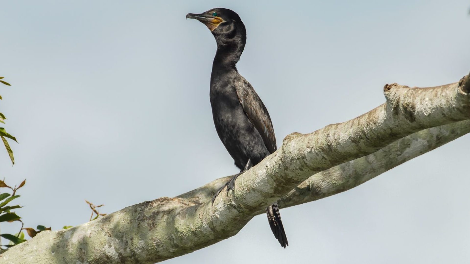 © Rafa Neddermeyer/Agência Brasil