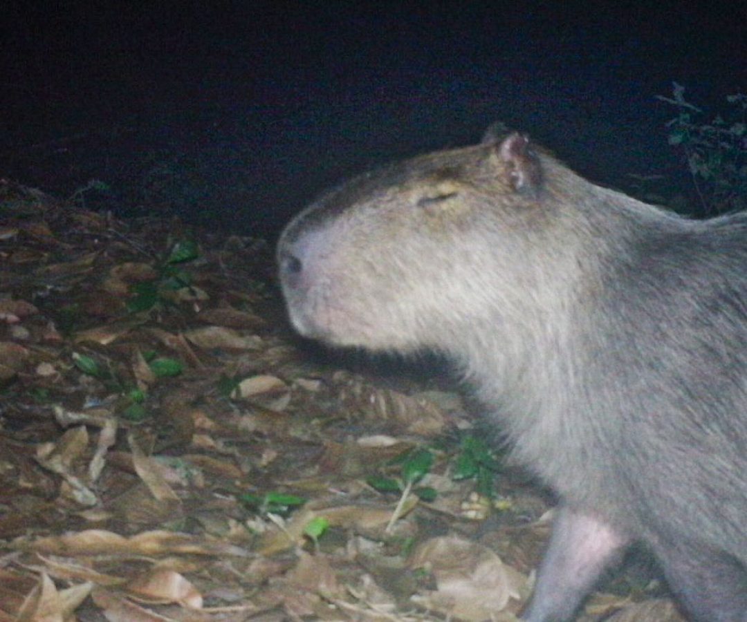 © Divulgação/UVA/Arquivo