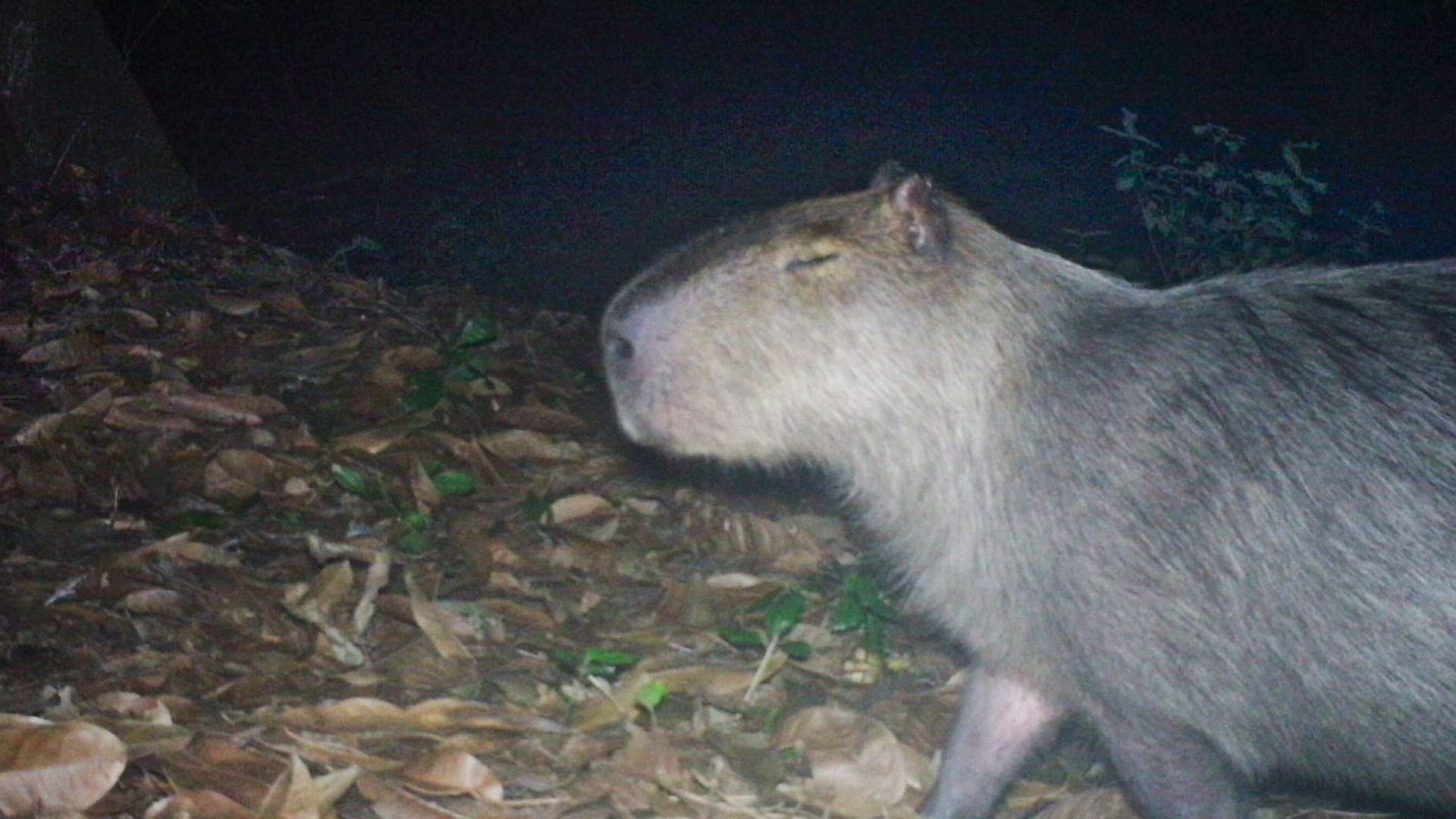 © Divulgação/UVA/Arquivo