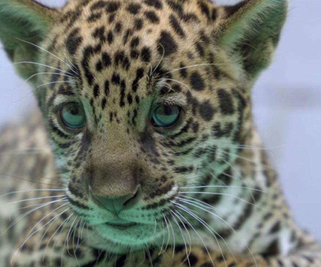 © Bioparque Vale Amazônia/Divulgação